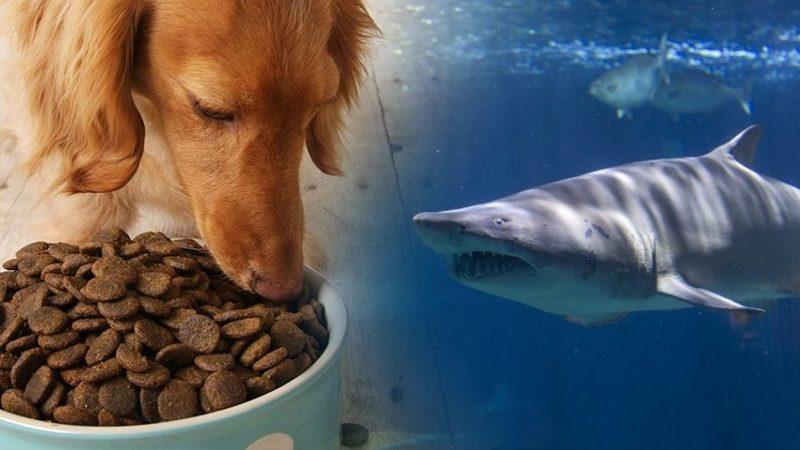 Köpeğinize Verdiğiniz Mama Köpekbalıkların Neslini Tüketebilir: Mamaların İçinde Köpekbalığı DNA’sı Keşfedildi