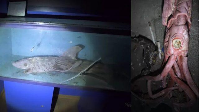 Ölü Köpekbalıklarından Çürümüş Ahtapotlara: Terk Edilmiş Bir Akvaryumdan Korku Filmi Gibi Görüntüler [Video]