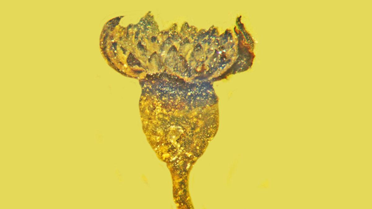 Bilim İnsanları, Bir Kehribar Taşının İçinde Korunmuş 100 Milyon Yıl Öncesine Ait Yeni Bir Çiçek Türü Keşfetti