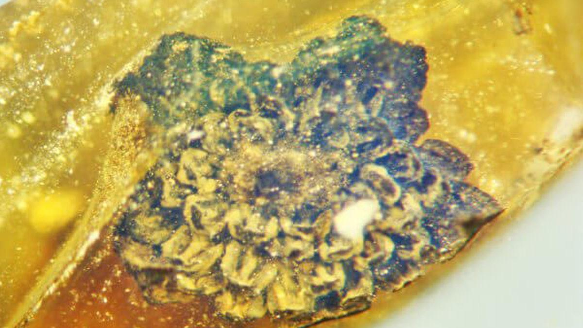 Bilim İnsanları, Bir Kehribar Taşının İçinde Korunmuş 100 Milyon Yıl Öncesine Ait Yeni Bir Çiçek Türü Keşfetti