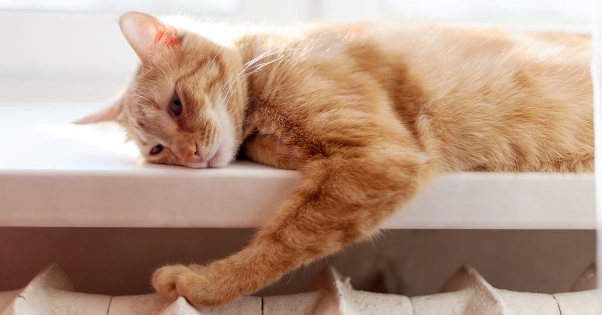 Başına Buyruk Olmasıyla Bilinen Sevimli Dostlarımız Kedileri Eğitmek İçin Uygulayabileceğiniz 7 Tavsiye