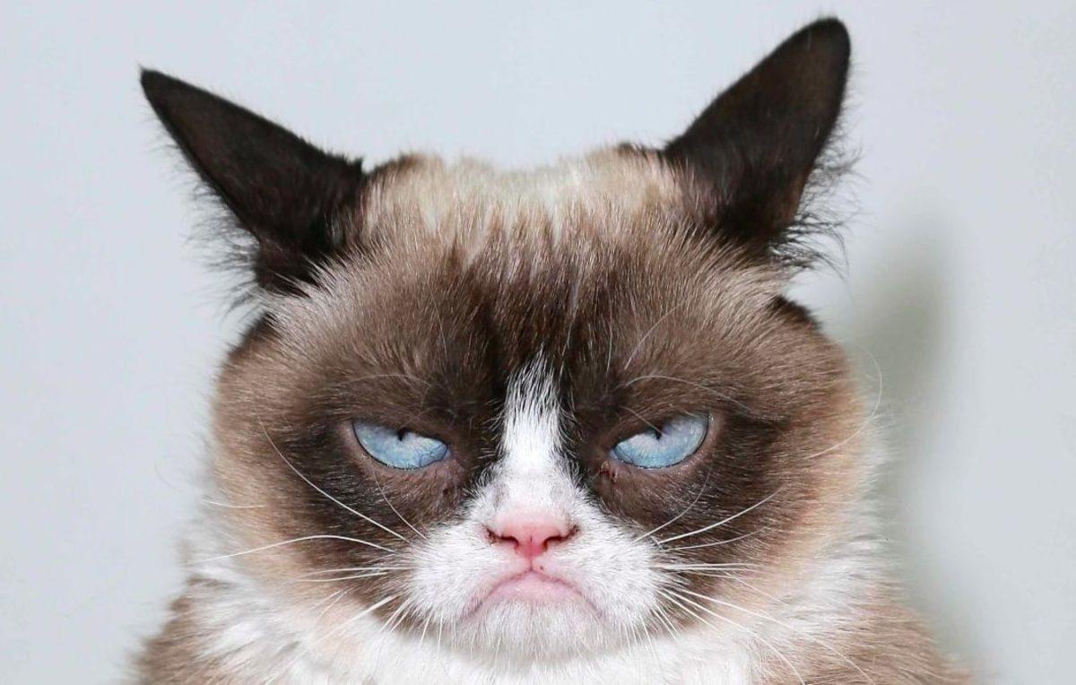 Başına Buyruk Olmasıyla Bilinen Sevimli Dostlarımız Kedileri Eğitmek İçin Uygulayabileceğiniz 7 Tavsiye