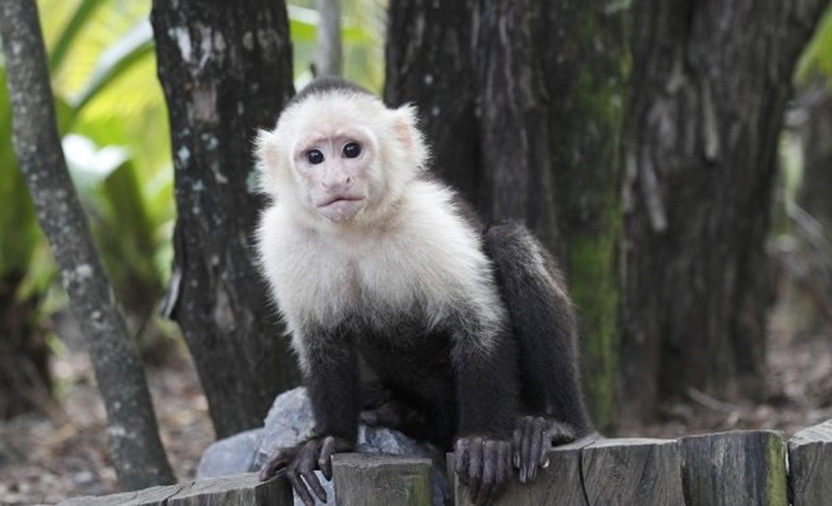 Hayvanlar Aleminden Okuyunca Hayretler İçerisinde Kalacağınız 12 İlginç Çiftleşme Ritüeli