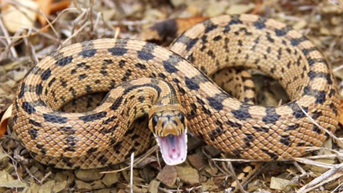 Hayvanlar Aleminden Okuyunca Hayretler İçerisinde Kalacağınız 12 İlginç Çiftleşme Ritüeli