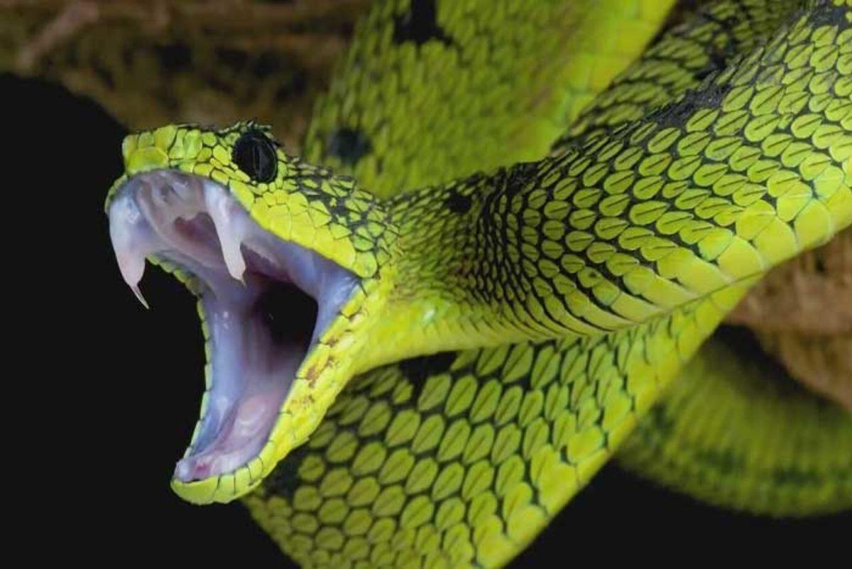 Hayvanlar Aleminden Okuyunca Hayretler İçerisinde Kalacağınız 12 İlginç Çiftleşme Ritüeli