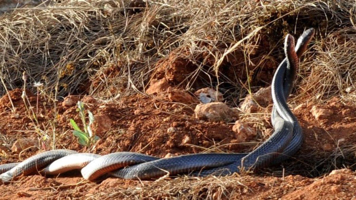 Hayvanlar Aleminden Okuyunca Hayretler İçerisinde Kalacağınız 12 İlginç Çiftleşme Ritüeli
