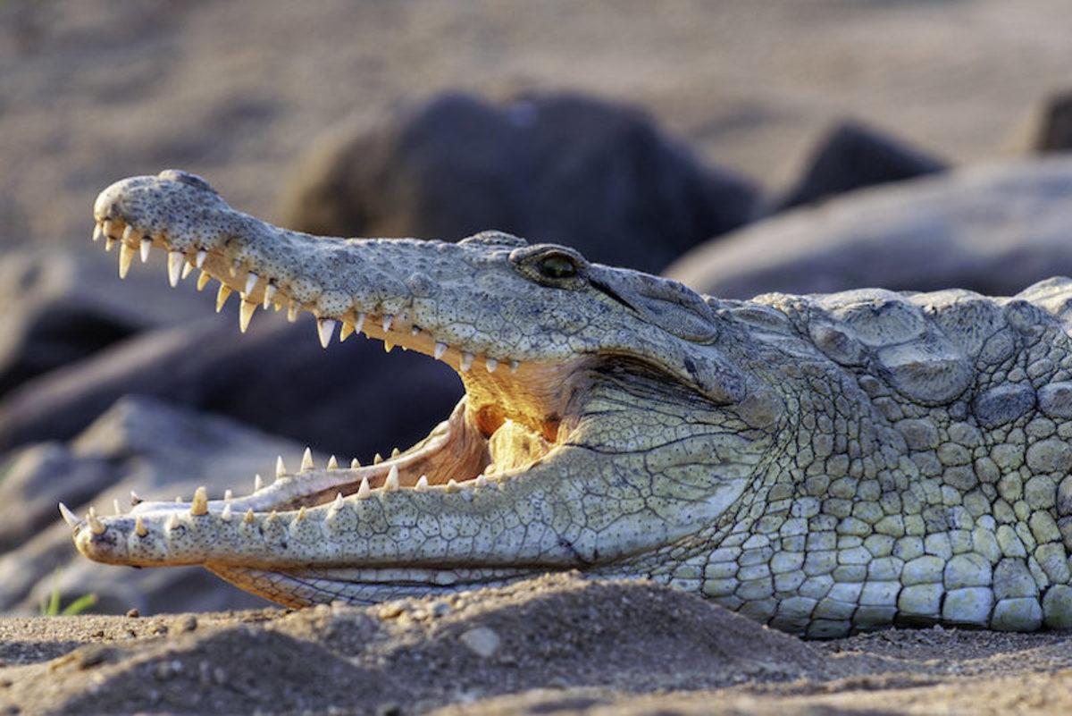 Hayvanlar Aleminden Okuyunca Hayretler İçerisinde Kalacağınız 12 İlginç Çiftleşme Ritüeli