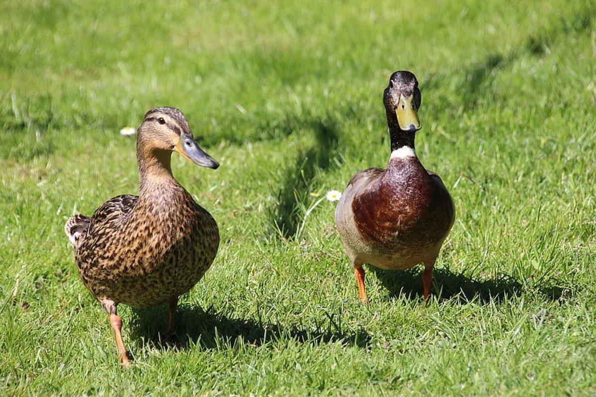 Hayvanlar Aleminden Okuyunca Hayretler İçerisinde Kalacağınız 12 İlginç Çiftleşme Ritüeli
