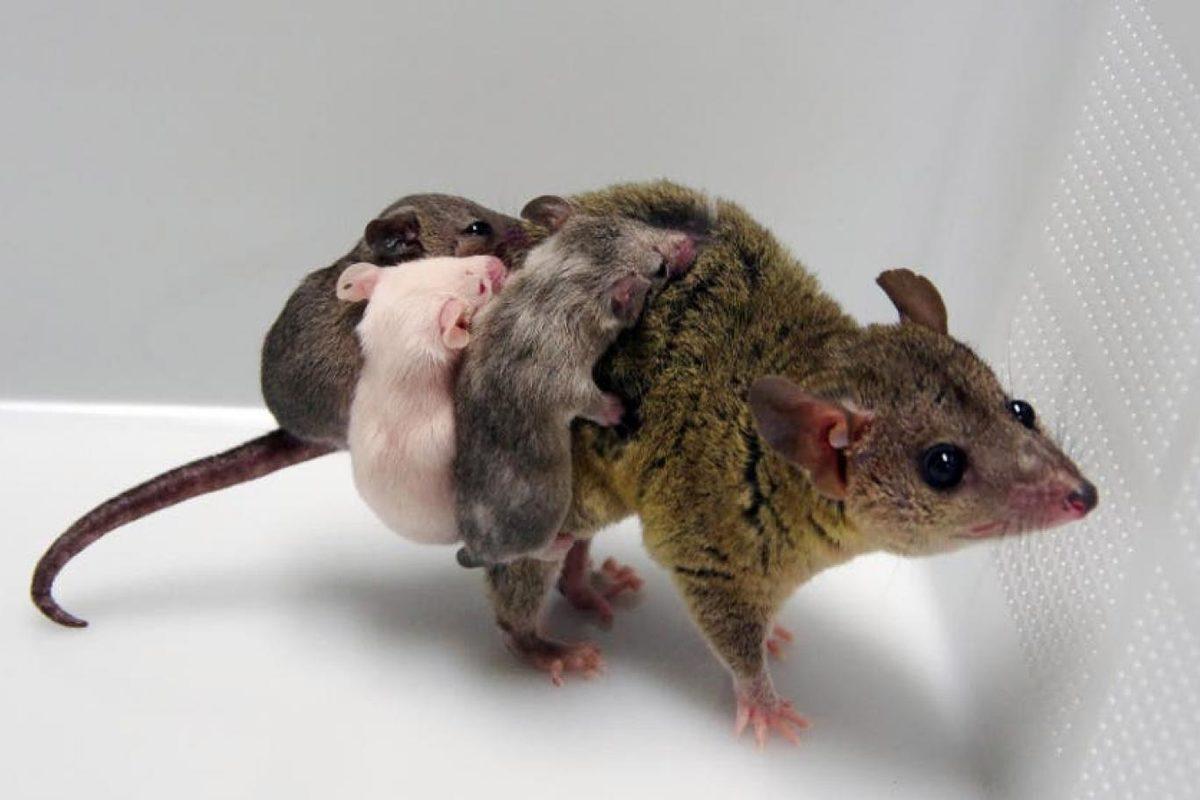 Hayvanlar Aleminden Okuyunca Hayretler İçerisinde Kalacağınız 12 İlginç Çiftleşme Ritüeli