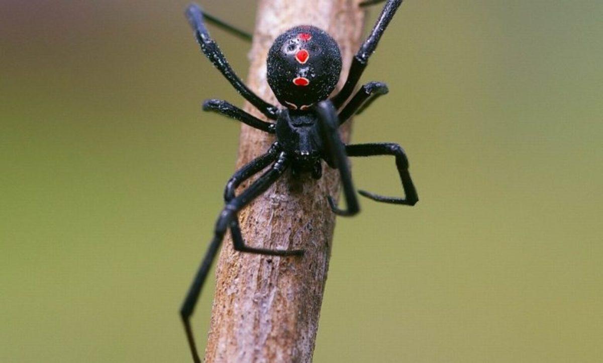 Hayvanlar Aleminden Okuyunca Hayretler İçerisinde Kalacağınız 12 İlginç Çiftleşme Ritüeli