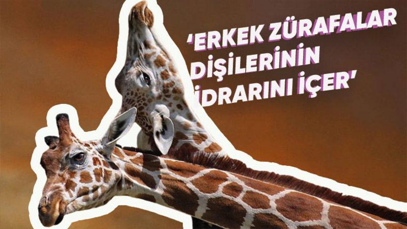 Hayvanlar Aleminden Okuyunca Hayretler İçerisinde Kalacağınız 12 İlginç Çiftleşme Ritüeli