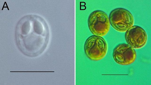 Türk Bilim İnsanları, Bir Balık Türünün İçinde Yaşayan 4 Yeni Parazit Türü Keşfetti
