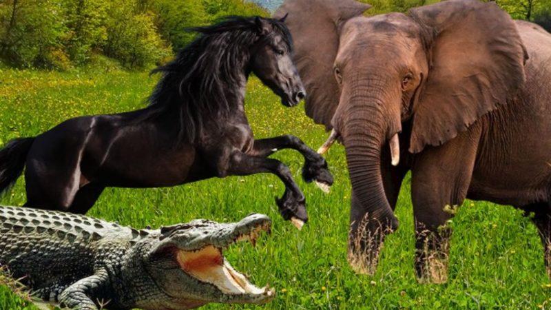 Dörtnala Koşan Timsah mı Olur: Milyonlarca Yıl Önce Atlar Dışında Birçok Hayvanın Dörtnala Koşabildiği Ortaya Çıktı