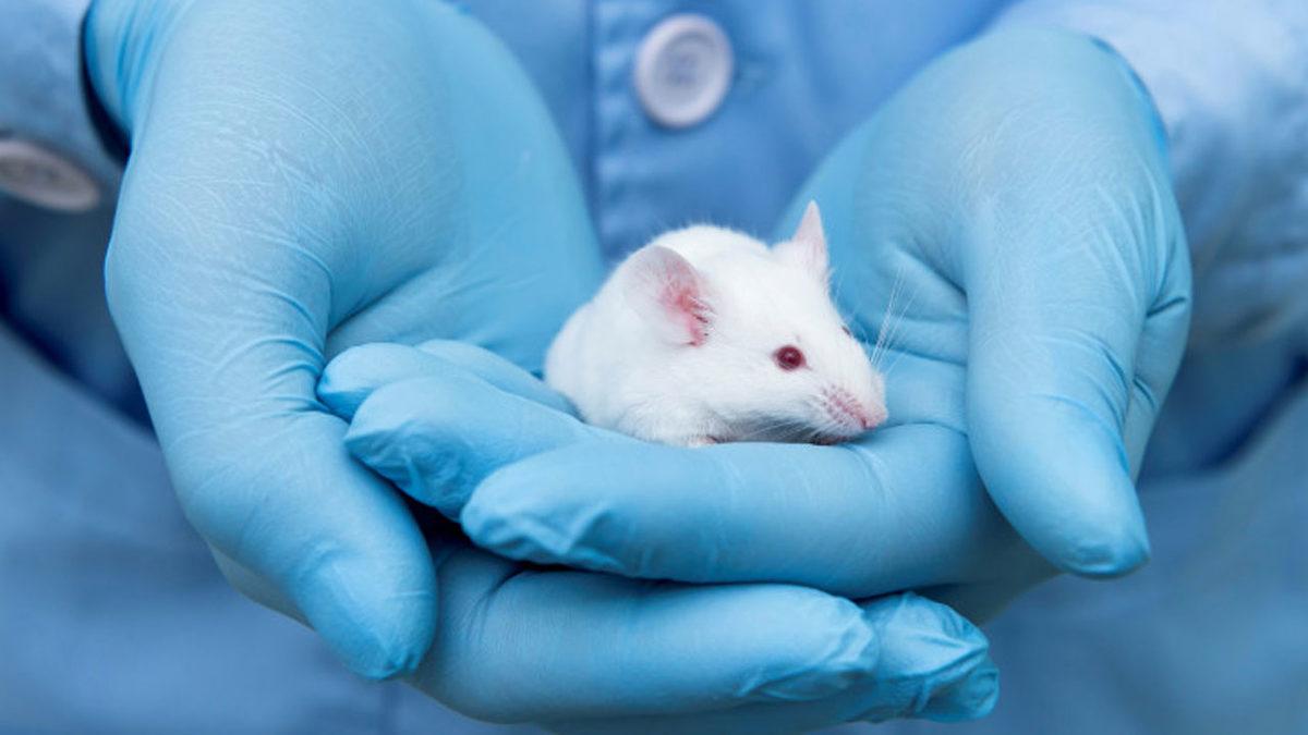 Tarihe Geçecek Başarı: Yaşlanmanın Etkileri ’Zamanda Yolculuk Etmiş Gibi’ Tersine Çevrildi