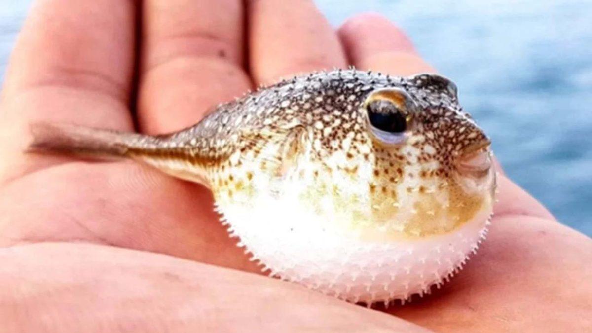 Balon Balığı Avı, Antalya’daki Balıkçılara 24 Günde 180 Bin TL Kazandırdı