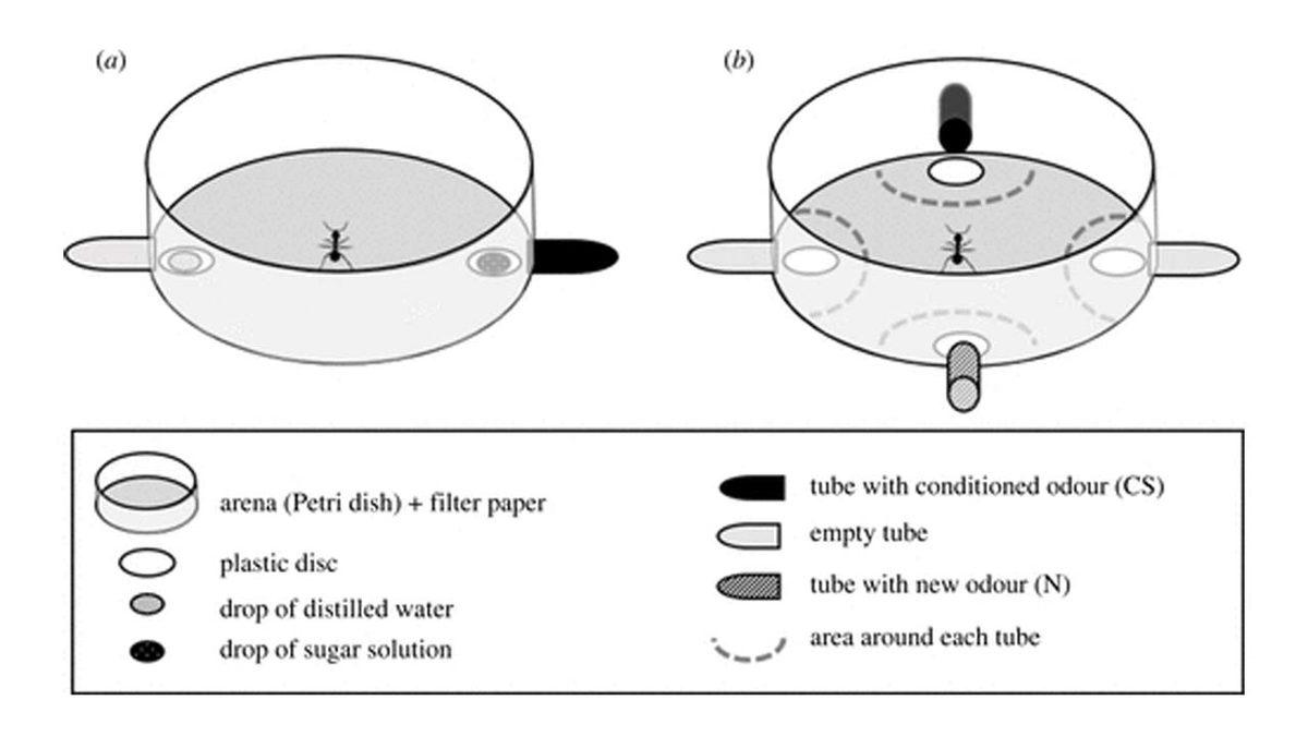 ’Eğitimli’ Karıncaların Koklayarak Kanseri Tespit Edebildiği Kanıtlandı