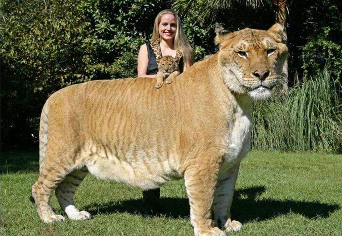 Bu Dünyadan Değilmiş Gibi Görünen Bu Hayvanların İsimlerini Bilebilir misin? [TEST]