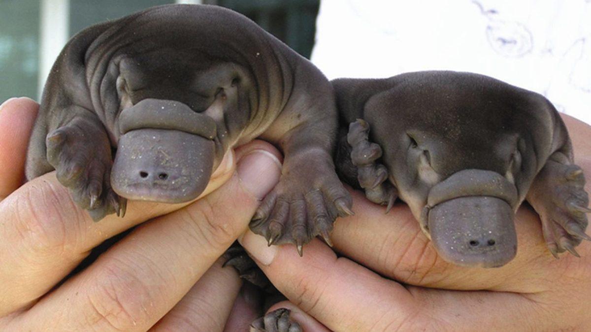 Bu Dünyadan Değilmiş Gibi Görünen Bu Hayvanların İsimlerini Bilebilir misin? [TEST]