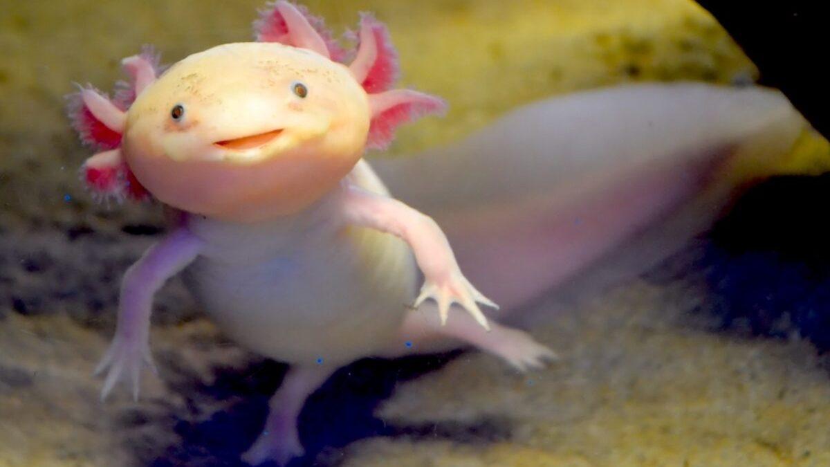 Bu Dünyadan Değilmiş Gibi Görünen Bu Hayvanların İsimlerini Bilebilir misin? [TEST]