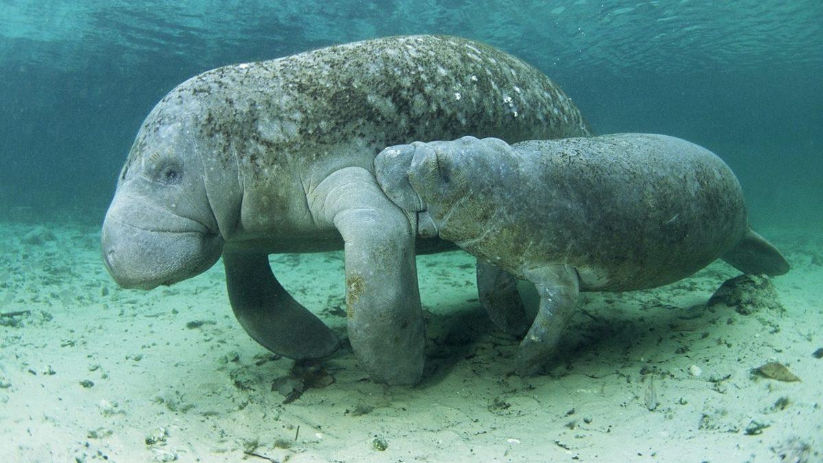 Bu Dünyadan Değilmiş Gibi Görünen Bu Hayvanların İsimlerini Bilebilir misin? [TEST]