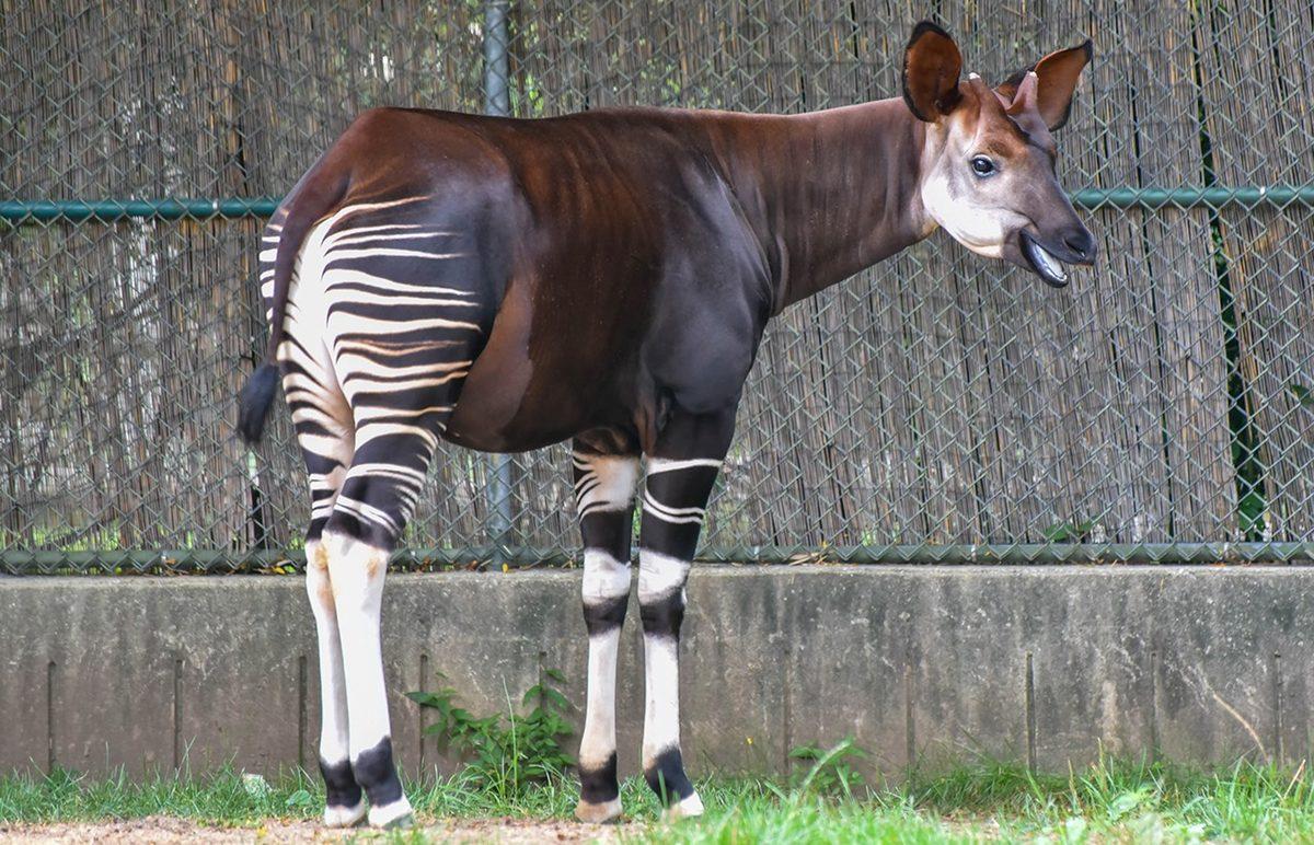 Bu Dünyadan Değilmiş Gibi Görünen Bu Hayvanların İsimlerini Bilebilir misin? [TEST]