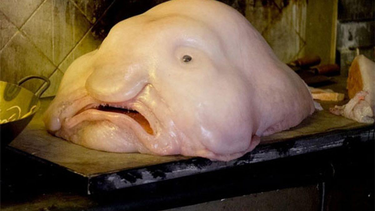 Bu Dünyadan Değilmiş Gibi Görünen Bu Hayvanların İsimlerini Bilebilir misin? [TEST]