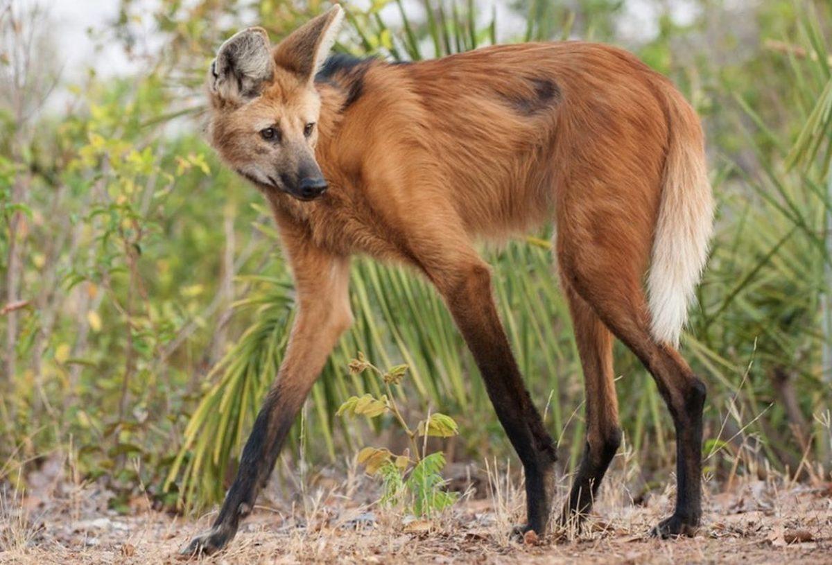 Bu Dünyadan Değilmiş Gibi Görünen Bu Hayvanların İsimlerini Bilebilir misin? [TEST]