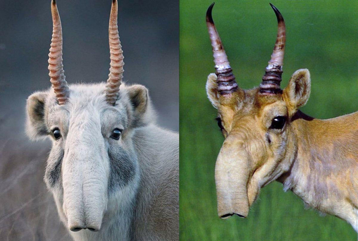 Bu Dünyadan Değilmiş Gibi Görünen Bu Hayvanların İsimlerini Bilebilir misin? [TEST]