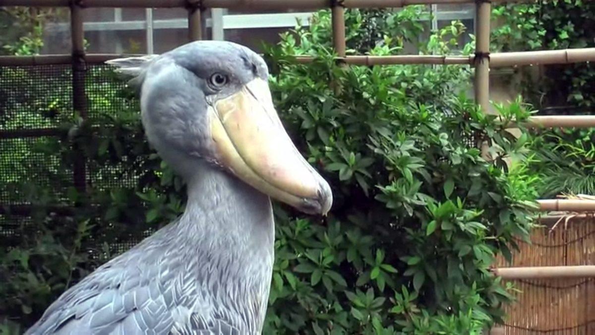 Bu Dünyadan Değilmiş Gibi Görünen Bu Hayvanların İsimlerini Bilebilir misin? [TEST]