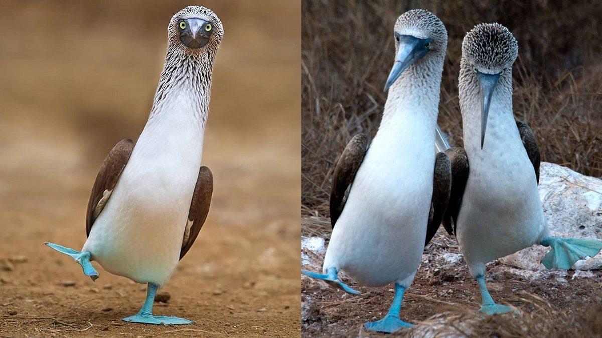 Bu Dünyadan Değilmiş Gibi Görünen Bu Hayvanların İsimlerini Bilebilir misin? [TEST]