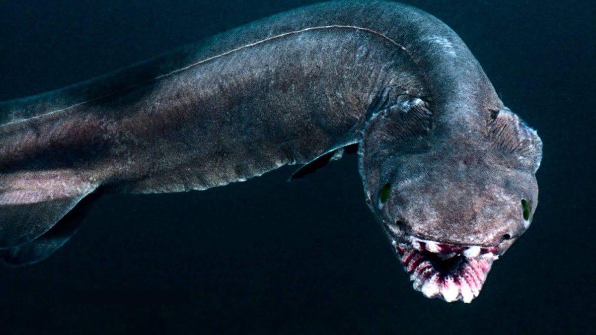 Bu Dünyadan Değilmiş Gibi Görünen Bu Hayvanların İsimlerini Bilebilir misin? [TEST]