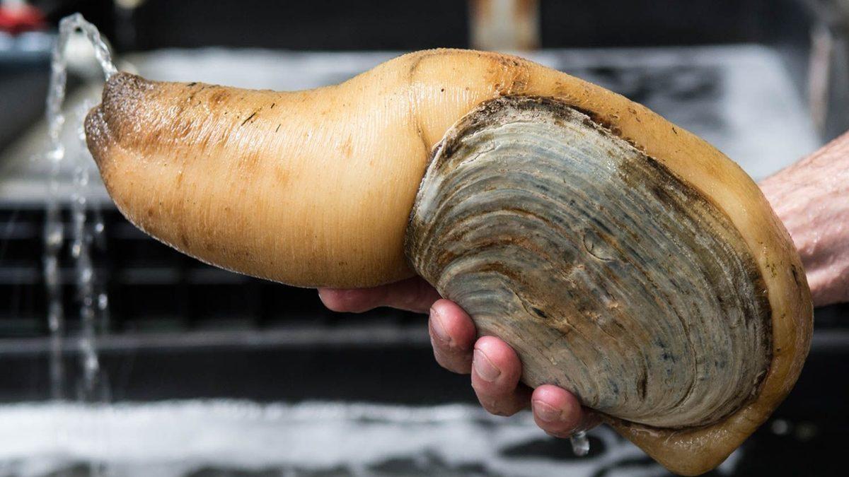 Bu Dünyadan Değilmiş Gibi Görünen Bu Hayvanların İsimlerini Bilebilir misin? [TEST]