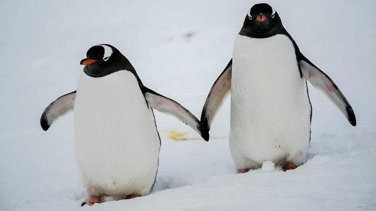 Türk Profesör Antarktika’da, Dünyada Henüz Tanımlanmamış 5 Bakteri Türü Keşfetti