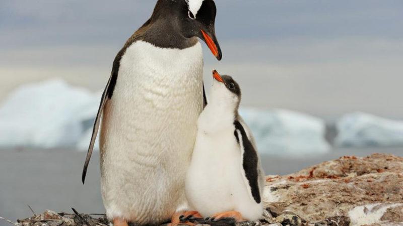 Türk Profesör Antarktika’da, Dünyada Henüz Tanımlanmamış 5 Bakteri Türü Keşfetti