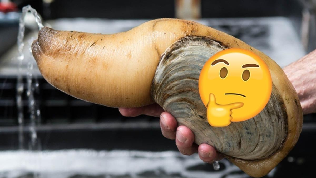 Bu Dünyadan Değilmiş Gibi Görünen Bu Hayvanların İsimlerini Bilebilir misin? [TEST]