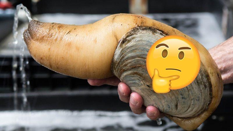 Bu Dünyadan Değilmiş Gibi Görünen Bu Hayvanların İsimlerini Bilebilir misin? [TEST]