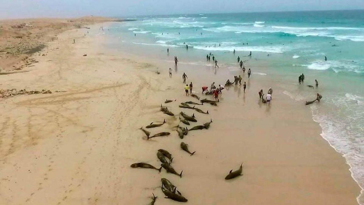 Balina ve Yunuslar Madem Memeli Canlılar, Neden Karaya Vurduklarında Ölürler?
