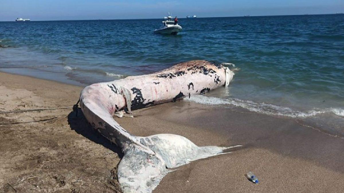 Balina ve Yunuslar Madem Memeli Canlılar, Neden Karaya Vurduklarında Ölürler?