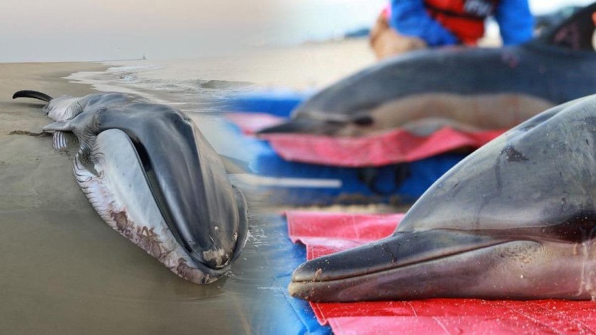 Balina ve Yunuslar Madem Memeli Canlılar, Neden Karaya Vurduklarında Ölürler?