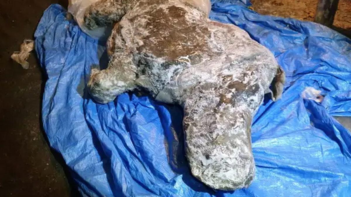 Yakutistan’da Mükemmel Bir Şekilde Korunmuş 20-50 Bin Yıllık Yünlü Gergedan Kalıntısı Bulundu