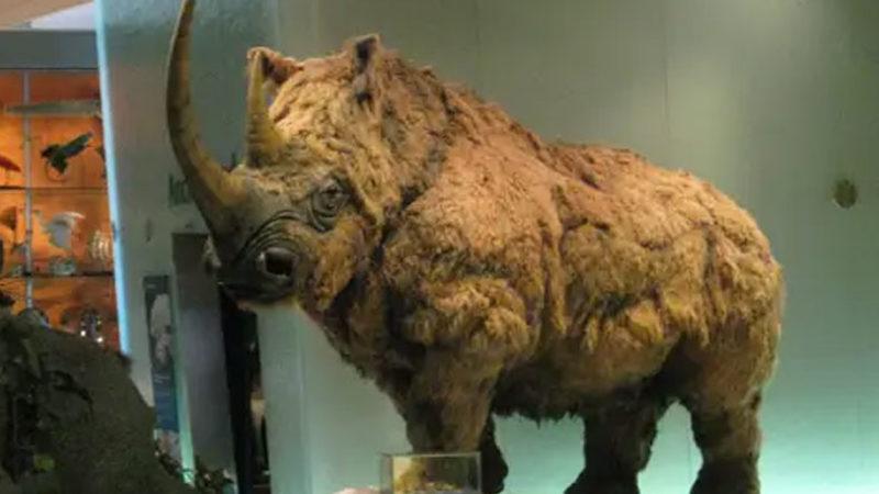 Yakutistan’da Mükemmel Bir Şekilde Korunmuş 20-50 Bin Yıllık Yünlü Gergedan Kalıntısı Bulundu