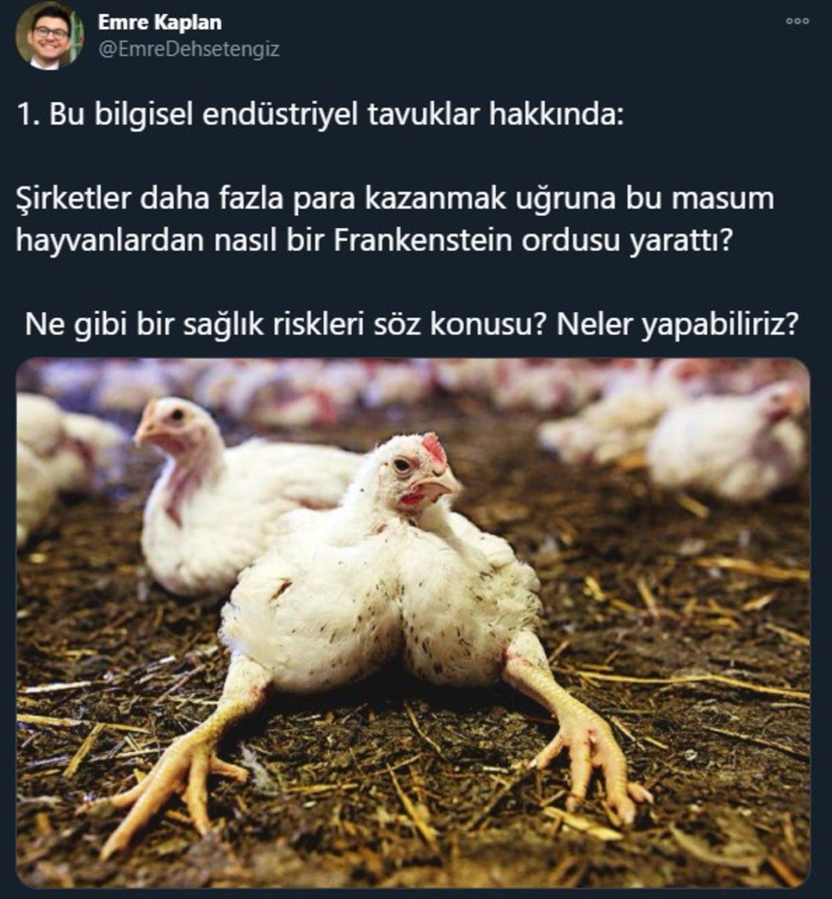 Endüstriyel Tavukların Üretimi Hakkında Öğrenince Dehşete Düşeceğiniz Bilgiler