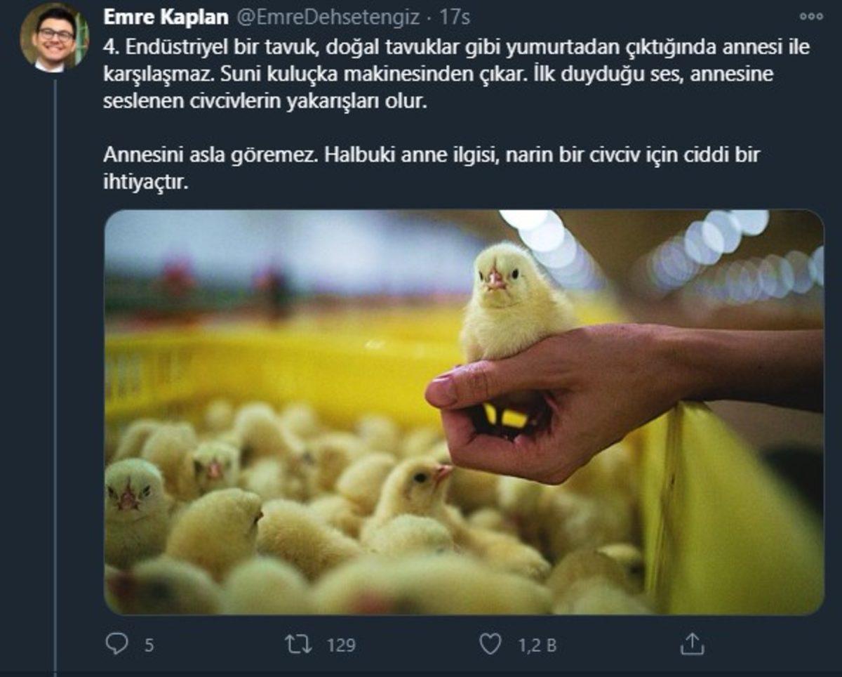 Endüstriyel Tavukların Üretimi Hakkında Öğrenince Dehşete Düşeceğiniz Bilgiler