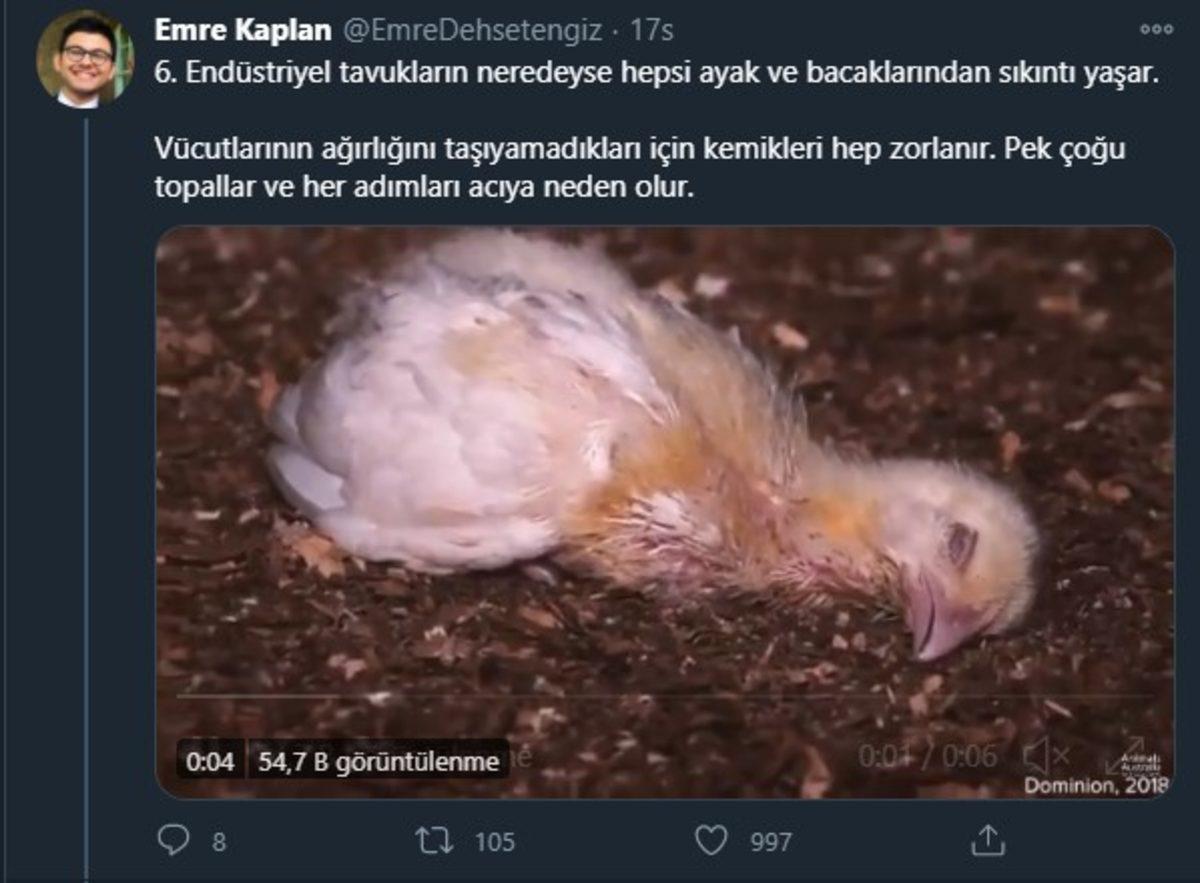 Endüstriyel Tavukların Üretimi Hakkında Öğrenince Dehşete Düşeceğiniz Bilgiler