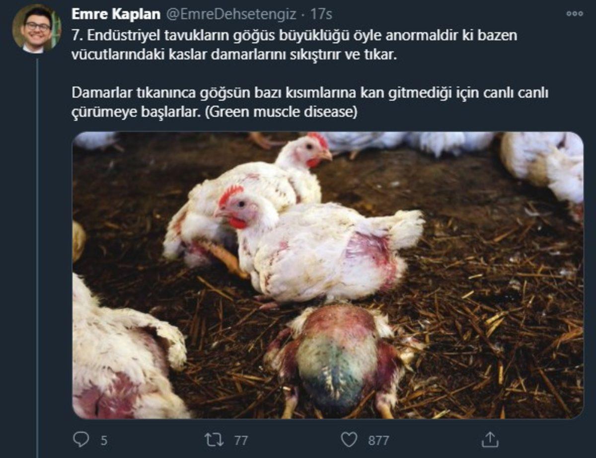 Endüstriyel Tavukların Üretimi Hakkında Öğrenince Dehşete Düşeceğiniz Bilgiler