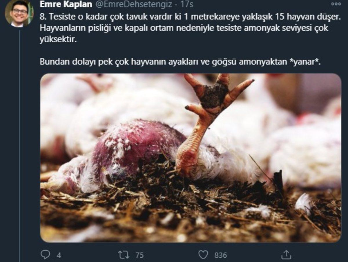 Endüstriyel Tavukların Üretimi Hakkında Öğrenince Dehşete Düşeceğiniz Bilgiler