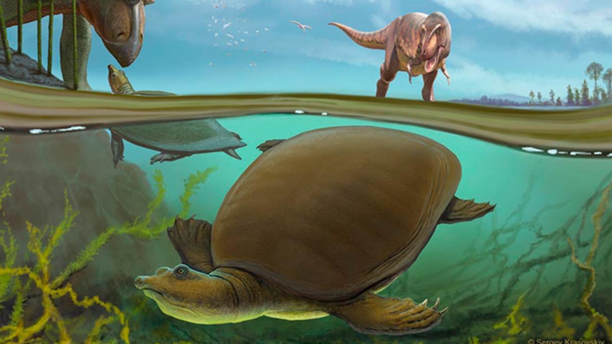 Dinozorları Yok Eden Meteorun Bile Öldüremediği Bir Antik Kaplumbağa Türü Keşfedildi
