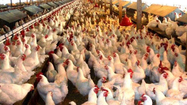 Endüstriyel Tavukların Üretimi Hakkında Öğrenince Dehşete Düşeceğiniz Bilgiler