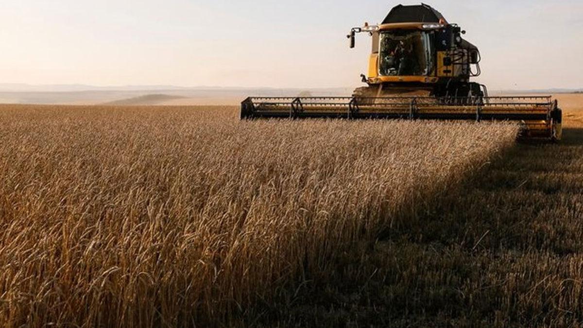 Rusya, Bazı Ülkelere Tahıl ve Şeker İhracatını Geçici Olarak Durdurdu