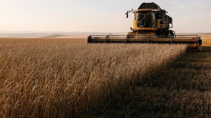 Rusya, Bazı Ülkelere Tahıl ve Şeker İhracatını Geçici Olarak Durdurdu